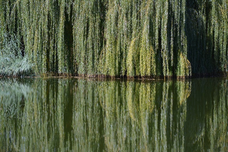 Weeping Willow